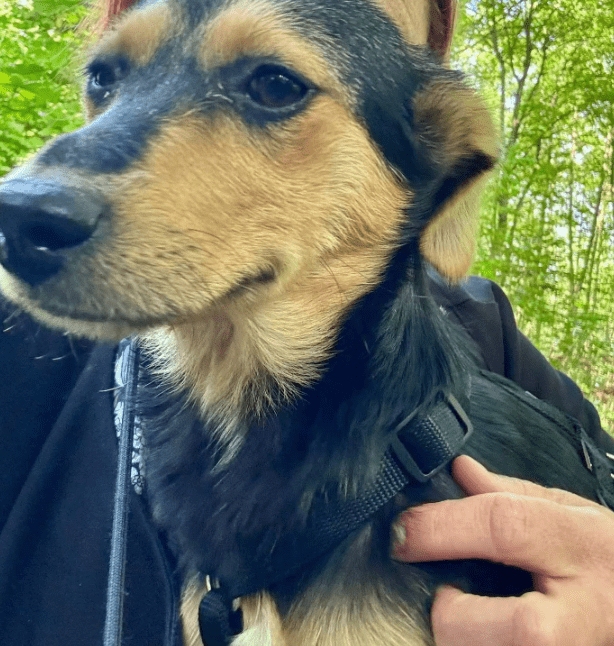 2025 05 19 10 21 43 zilla ❤️ zuckersüß und zauberhaft! in niedersachsen bad gandersheim mischlin