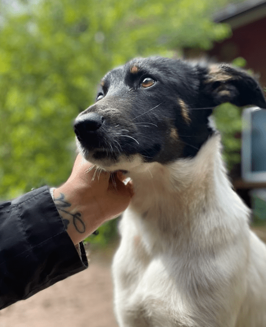 2025 05 26 09 41 16 trish ❤️ tierisch beste freundin sucht zuhause in niedersachsen buchholz (alle
