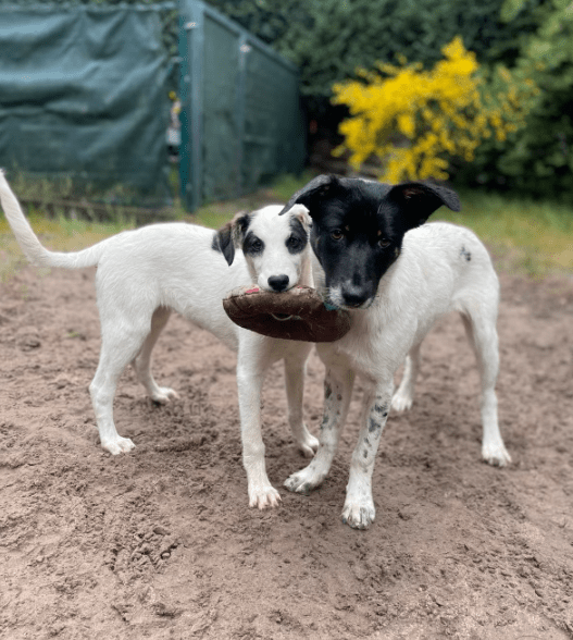 2025 05 26 09 41 20 trish ❤️ tierisch beste freundin sucht zuhause in niedersachsen buchholz (alle