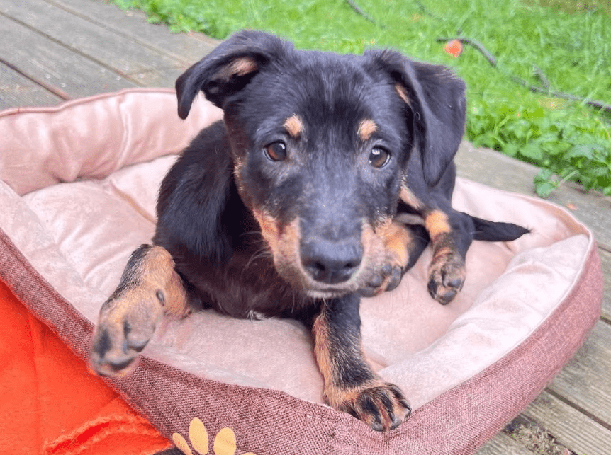 2025 05 26 09 42 38 zodiac ❤️ mit einem blick direkt ins herz! in niedersachsen sarstedt mischli