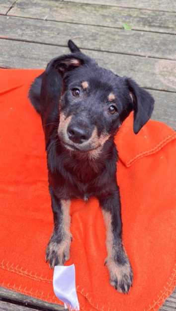 2025 05 26 09 42 42 zodiac ❤️ mit einem blick direkt ins herz! in niedersachsen sarstedt mischli