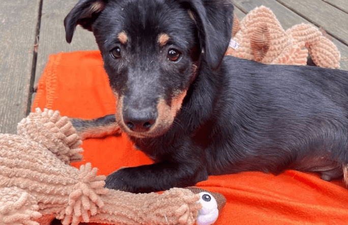 2025 05 26 09 42 46 zodiac ❤️ mit einem blick direkt ins herz! in niedersachsen sarstedt mischli
