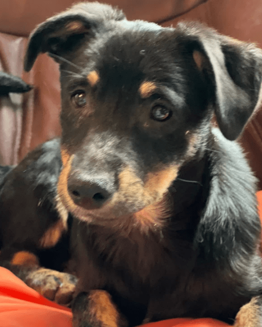 2025 05 26 09 42 49 zodiac ❤️ mit einem blick direkt ins herz! in niedersachsen sarstedt mischli