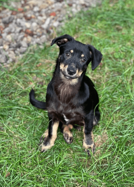 2025 05 26 09 42 53 zodiac ❤️ mit einem blick direkt ins herz! in niedersachsen sarstedt mischli