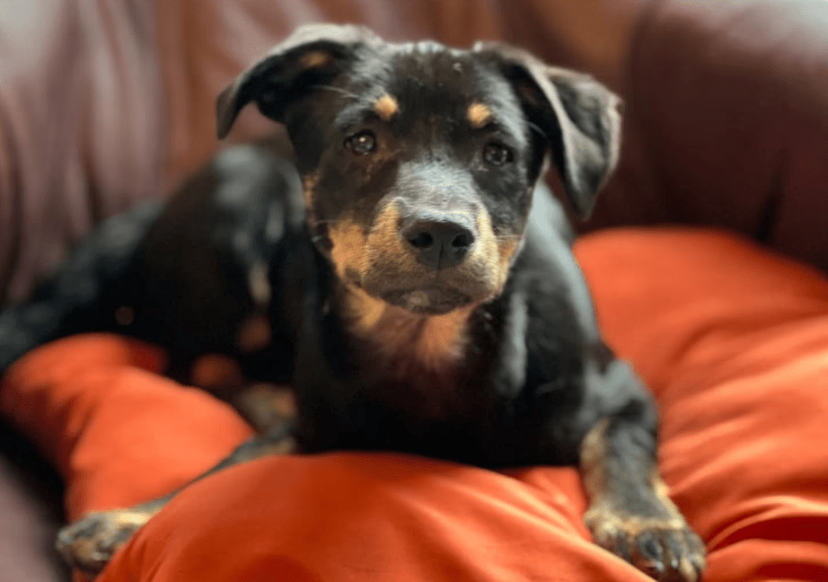 2025 05 26 09 42 57 zodiac ❤️ mit einem blick direkt ins herz! in niedersachsen sarstedt mischli