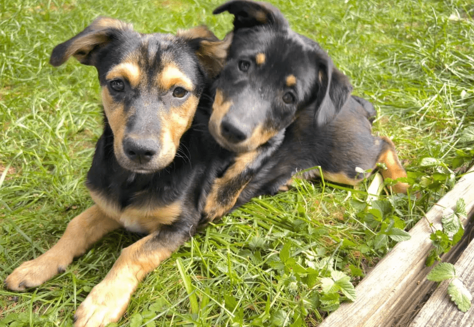 2025 05 26 09 43 01 zodiac ❤️ mit einem blick direkt ins herz! in niedersachsen sarstedt mischli