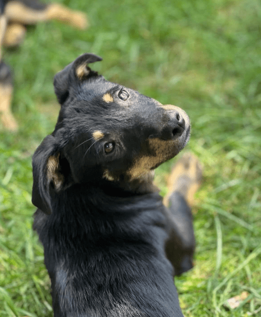 2025 05 26 09 43 09 zodiac ❤️ mit einem blick direkt ins herz! in niedersachsen sarstedt mischli