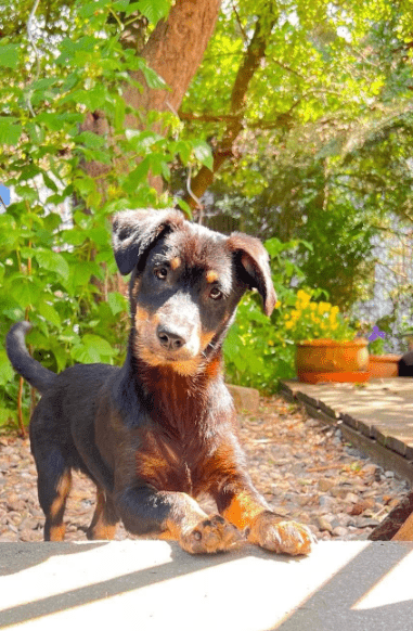 2025 05 26 09 43 13 zodiac ❤️ mit einem blick direkt ins herz! in niedersachsen sarstedt mischli