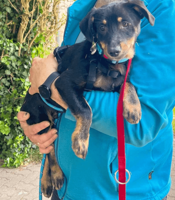 2025 05 26 09 43 18 zodiac ❤️ mit einem blick direkt ins herz! in niedersachsen sarstedt mischli