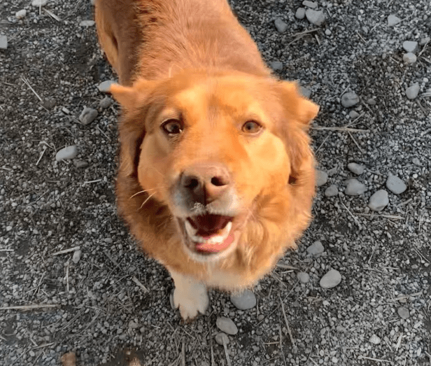 2025 06 16 13 48 49 terry ❤️ kuscheliger charmeur wünscht sich sein zuhause in niedersachsen martf
