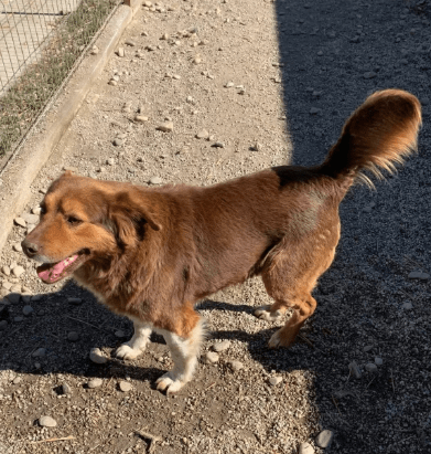 2025 06 16 13 48 56 terry ❤️ kuscheliger charmeur wünscht sich sein zuhause in niedersachsen martf