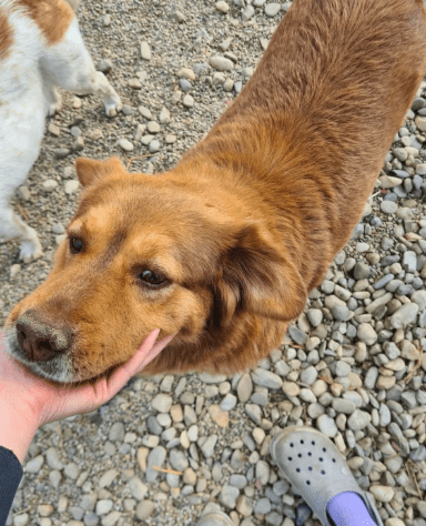 2025 06 16 13 49 07 terry ❤️ kuscheliger charmeur wünscht sich sein zuhause in niedersachsen martf