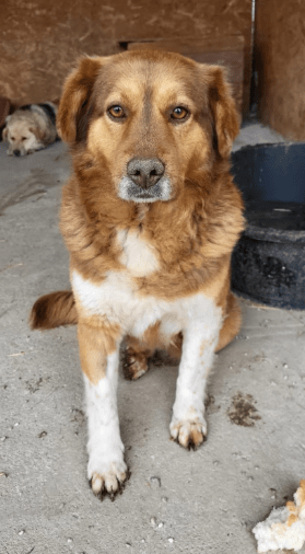 2025 06 16 13 49 11 terry ❤️ kuscheliger charmeur wünscht sich sein zuhause in niedersachsen martf