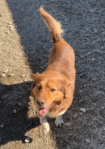 2025 06 16 13 49 16 terry ❤️ kuscheliger charmeur wünscht sich sein zuhause in niedersachsen martf