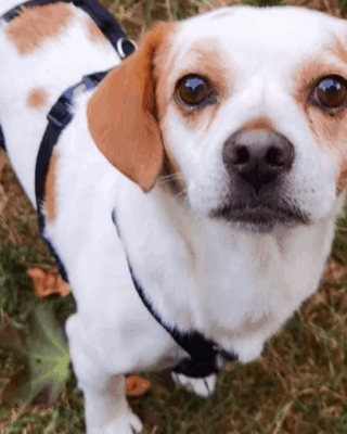 Xenio (BV) Xenio (BV)