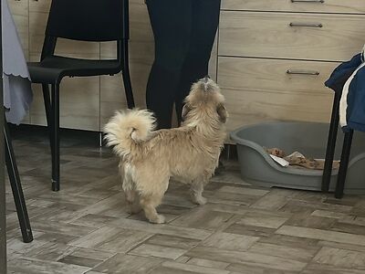 Img 1516