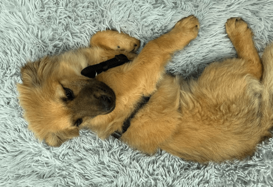 2025 04 23 06 54 01 zaubermaus kamina ❤️ wünscht sich ihr für immer zuhause in bayern wendelstein
