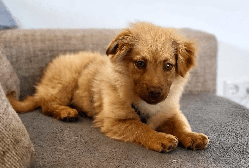 2025 04 23 06 54 43 flauschige karlie ❤️ sucht ihre lieblingsmenschen in nordrhein westfalen warbu