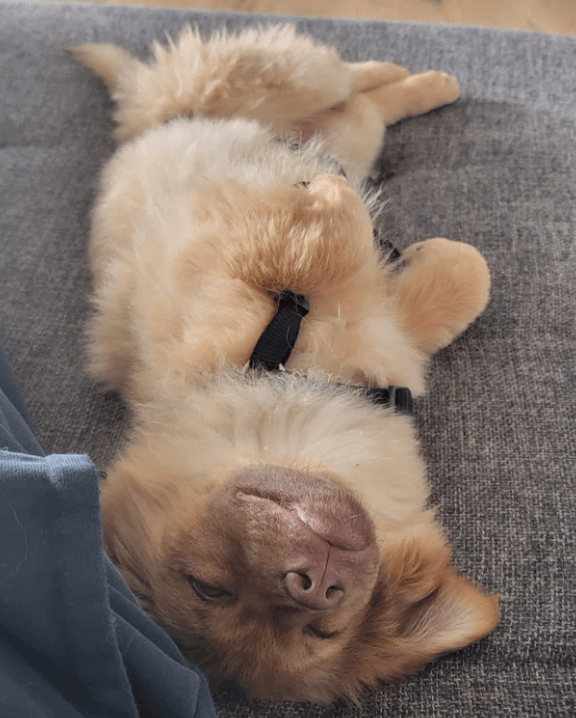 2025 04 23 06 54 54 flauschige karlie ❤️ sucht ihre lieblingsmenschen in nordrhein westfalen warbu