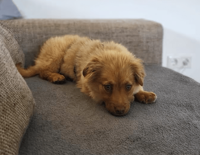 2025 04 23 06 54 59 flauschige karlie ❤️ sucht ihre lieblingsmenschen in nordrhein westfalen warbu
