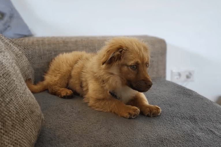 2025 04 23 06 55 03 flauschige karlie ❤️ sucht ihre lieblingsmenschen in nordrhein westfalen warbu