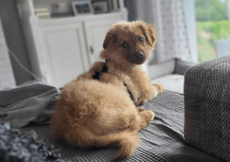 2025 04 23 06 55 07 flauschige karlie ❤️ sucht ihre lieblingsmenschen in nordrhein westfalen warbu