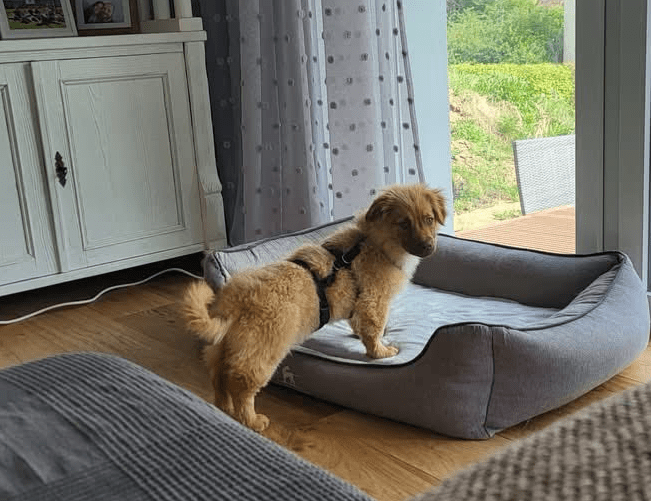2025 04 23 06 55 13 flauschige karlie ❤️ sucht ihre lieblingsmenschen in nordrhein westfalen warbu