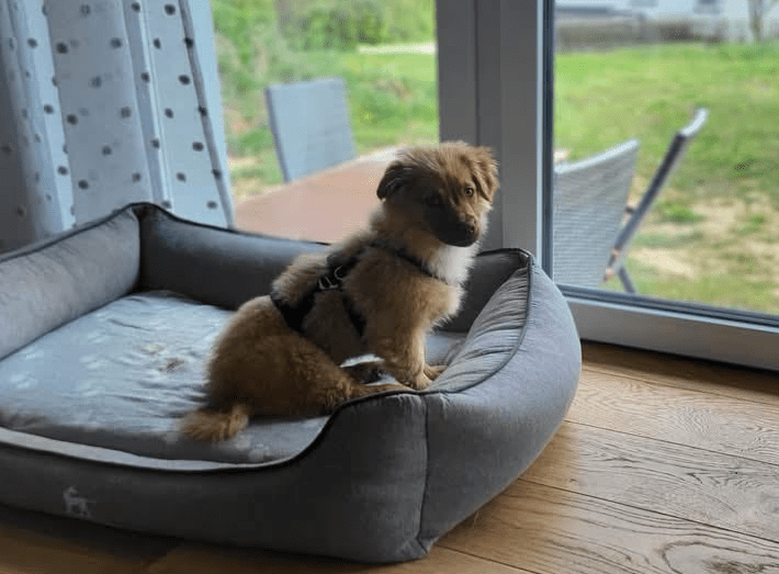 2025 04 23 06 55 17 flauschige karlie ❤️ sucht ihre lieblingsmenschen in nordrhein westfalen warbu
