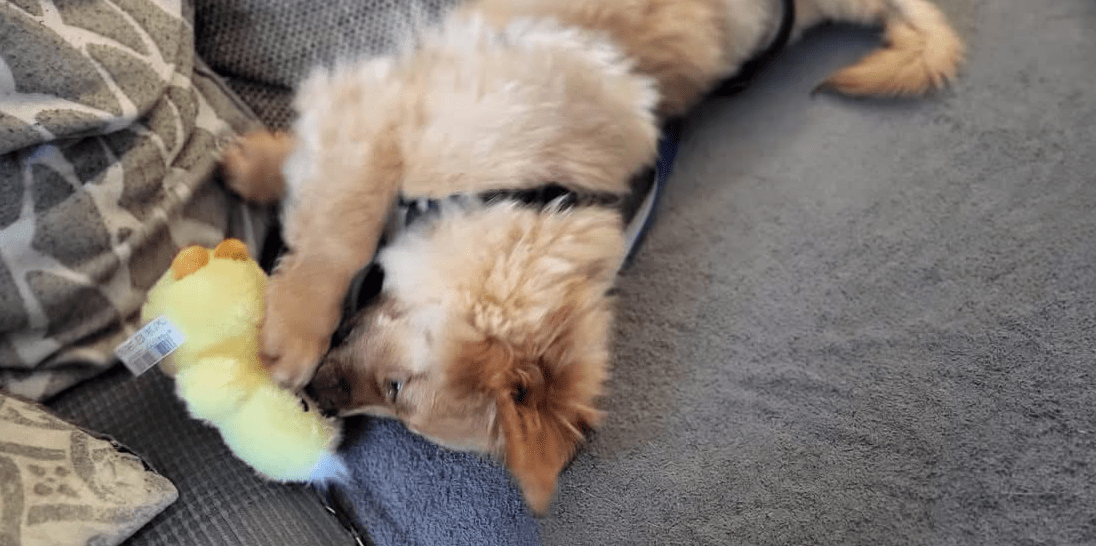 2025 04 23 06 55 23 flauschige karlie ❤️ sucht ihre lieblingsmenschen in nordrhein westfalen warbu