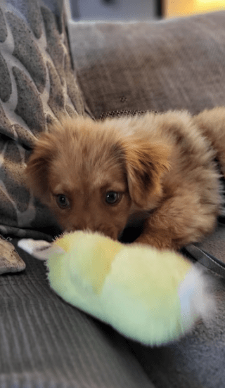 2025 04 23 06 55 29 flauschige karlie ❤️ sucht ihre lieblingsmenschen in nordrhein westfalen warbu