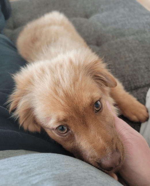 2025 04 23 06 55 34 flauschige karlie ❤️ sucht ihre lieblingsmenschen in nordrhein westfalen warbu