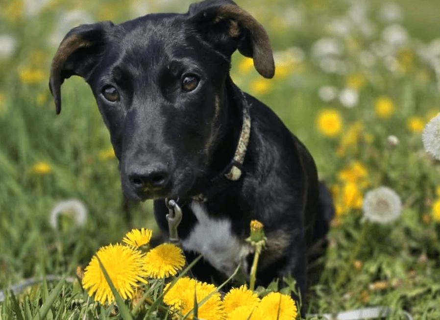 2025 04 30 11 25 23 süßkeks yaro ❤️ sucht sein für immer zuhause! in hessen oestrich winkel misc