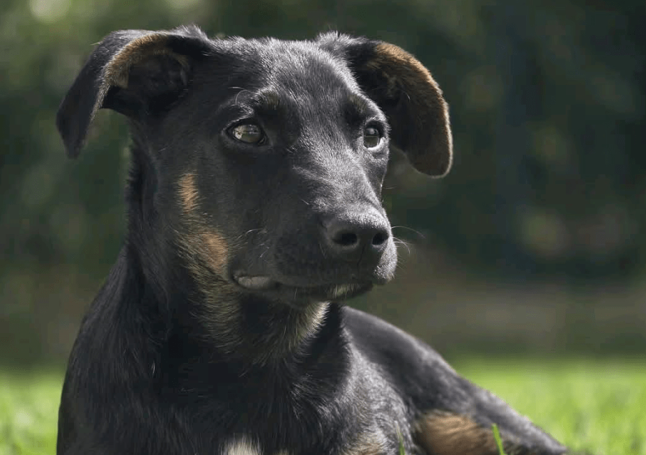 2025 04 30 11 25 27 süßkeks yaro ❤️ sucht sein für immer zuhause! in hessen oestrich winkel misc