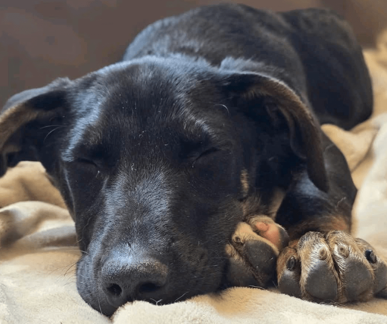 2025 04 30 11 25 32 süßkeks yaro ❤️ sucht sein für immer zuhause! in hessen oestrich winkel misc