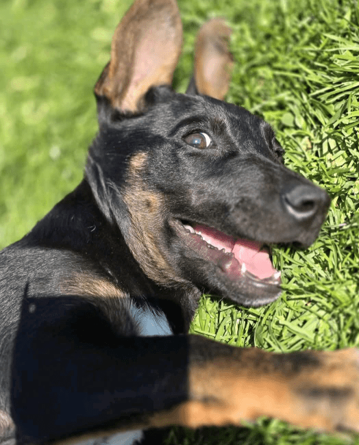 2025 04 30 11 25 36 süßkeks yaro ❤️ sucht sein für immer zuhause! in hessen oestrich winkel misc