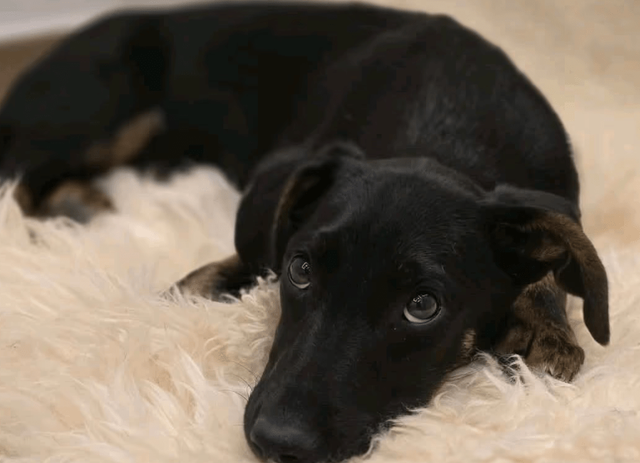 2025 04 30 11 25 40 süßkeks yaro ❤️ sucht sein für immer zuhause! in hessen oestrich winkel misc