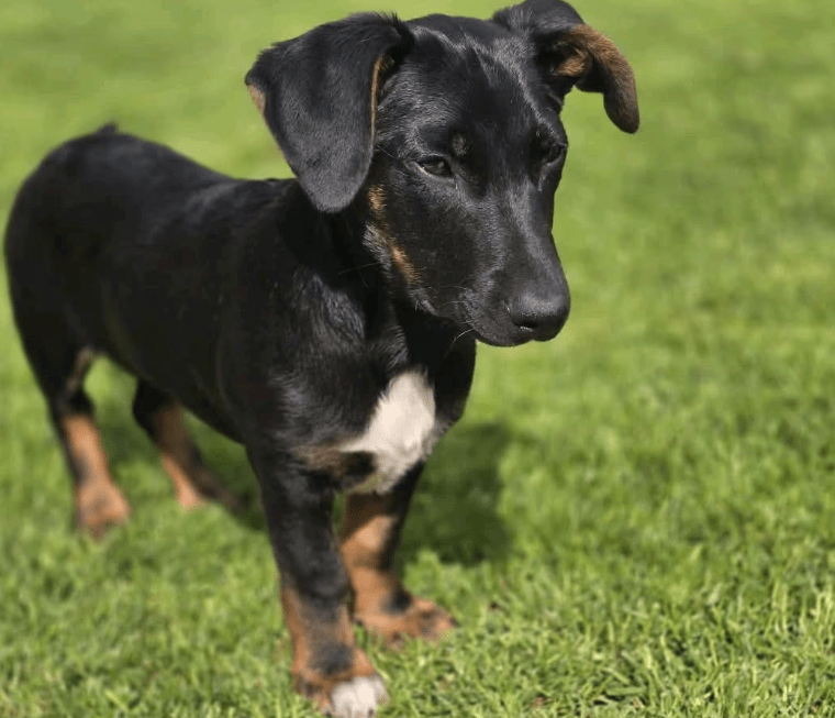 2025 04 30 11 25 46 süßkeks yaro ❤️ sucht sein für immer zuhause! in hessen oestrich winkel misc