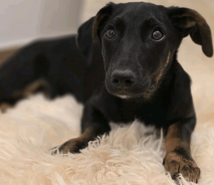 2025 04 30 11 25 51 süßkeks yaro ❤️ sucht sein für immer zuhause! in hessen oestrich winkel misc