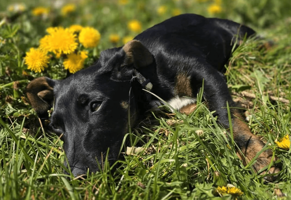 2025 04 30 11 25 56 süßkeks yaro ❤️ sucht sein für immer zuhause! in hessen oestrich winkel misc