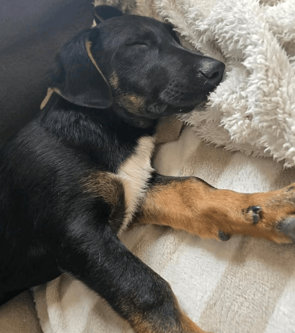 2025 04 30 11 26 01 süßkeks yaro ❤️ sucht sein für immer zuhause! in hessen oestrich winkel misc