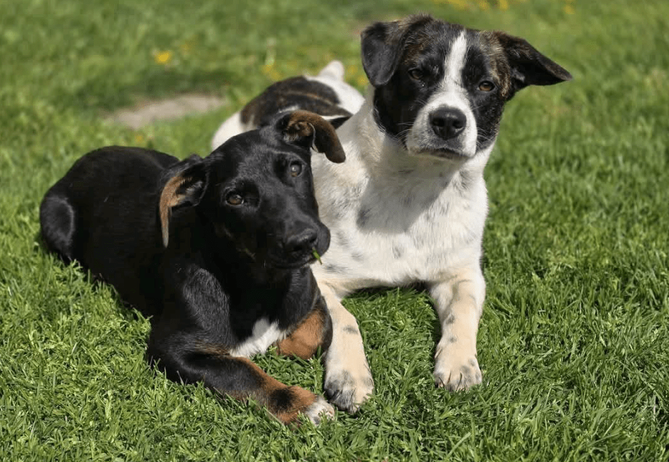 2025 04 30 11 26 06 süßkeks yaro ❤️ sucht sein für immer zuhause! in hessen oestrich winkel misc
