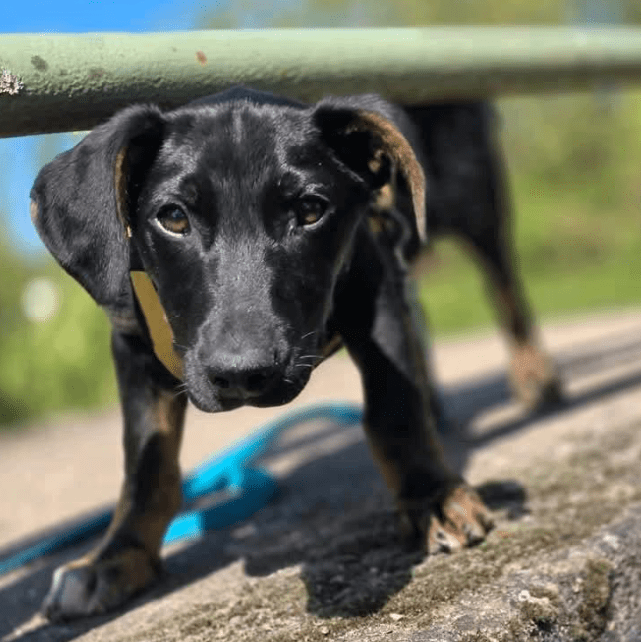 2025 04 30 11 26 17 süßkeks yaro ❤️ sucht sein für immer zuhause! in hessen oestrich winkel misc