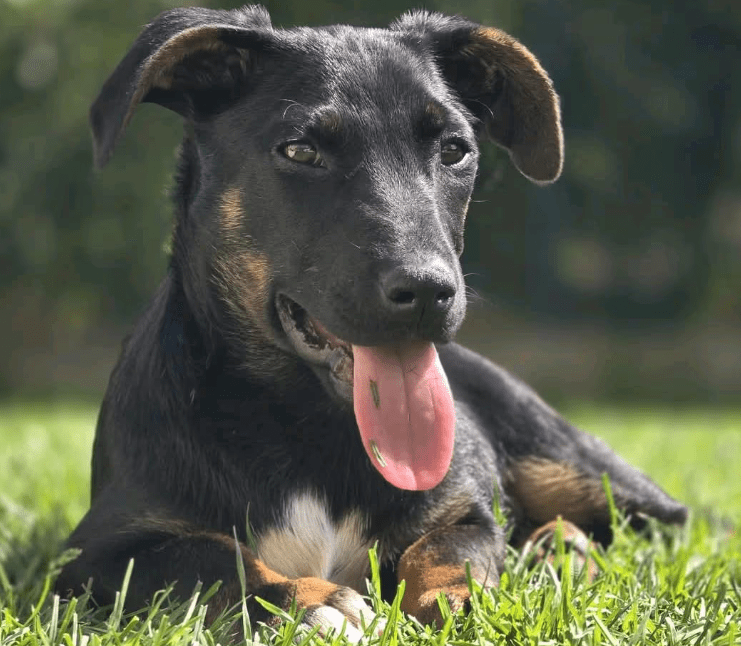 2025 04 30 11 26 22 süßkeks yaro ❤️ sucht sein für immer zuhause! in hessen oestrich winkel misc