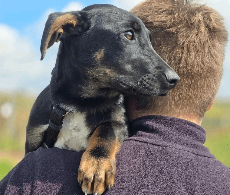 2025 04 30 11 26 27 süßkeks yaro ❤️ sucht sein für immer zuhause! in hessen oestrich winkel misc