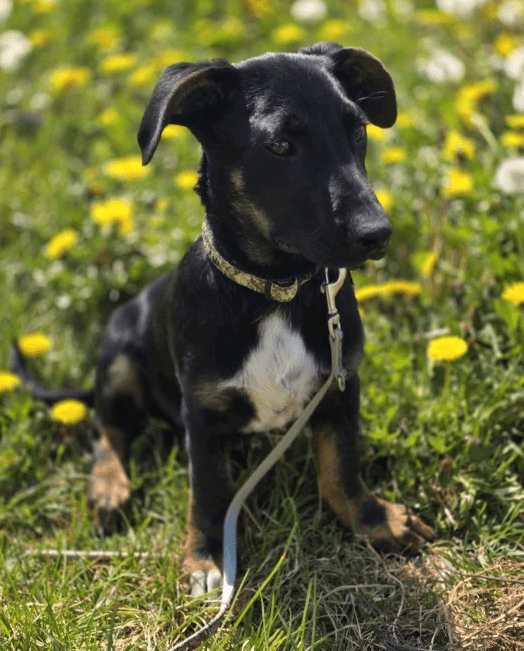 2025 04 30 11 26 34 süßkeks yaro ❤️ sucht sein für immer zuhause! in hessen oestrich winkel misc