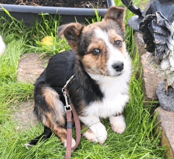 2025 04 30 11 28 24 zauberhafte laki ❤️ hündin sucht für immer zuhause! in rheinland pfalz idenhei