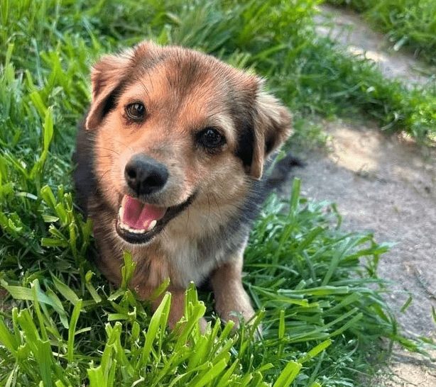 2025 05 05 19 00 16 zauberpfote lotte ❤️ auf herzensmission in rheinland pfalz wackernheim misch