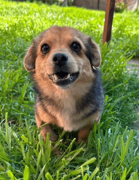 2025 05 05 19 00 20 zauberpfote lotte ❤️ auf herzensmission in rheinland pfalz wackernheim misch