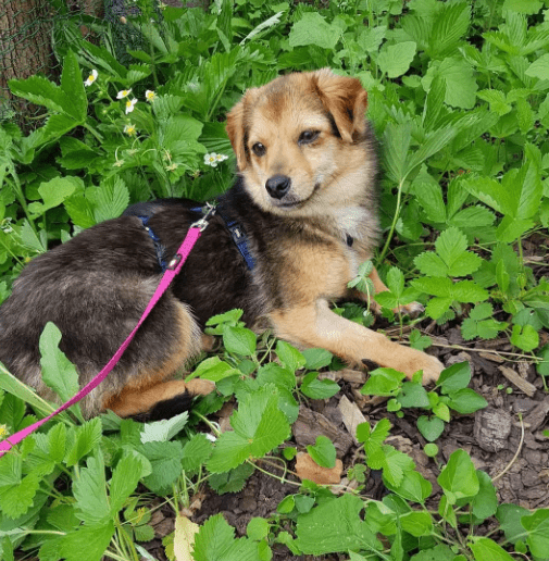 2025 05 05 19 00 24 zauberpfote lotte ❤️ auf herzensmission in rheinland pfalz wackernheim misch