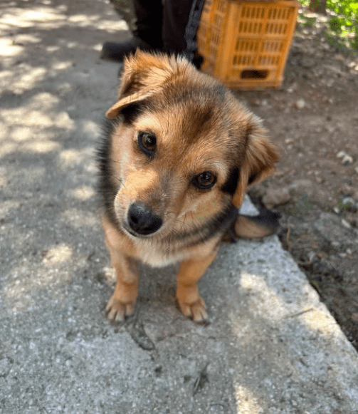 2025 05 05 19 00 28 zauberpfote lotte ❤️ auf herzensmission in rheinland pfalz wackernheim misch